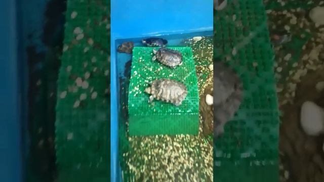 черепахи в УЗВ 😆 смотреть онлайн