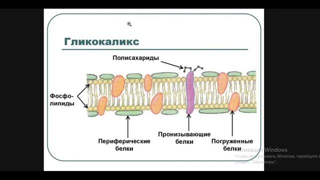 Биология с нуля. Животные (Общая характеристика). смотреть онлайн