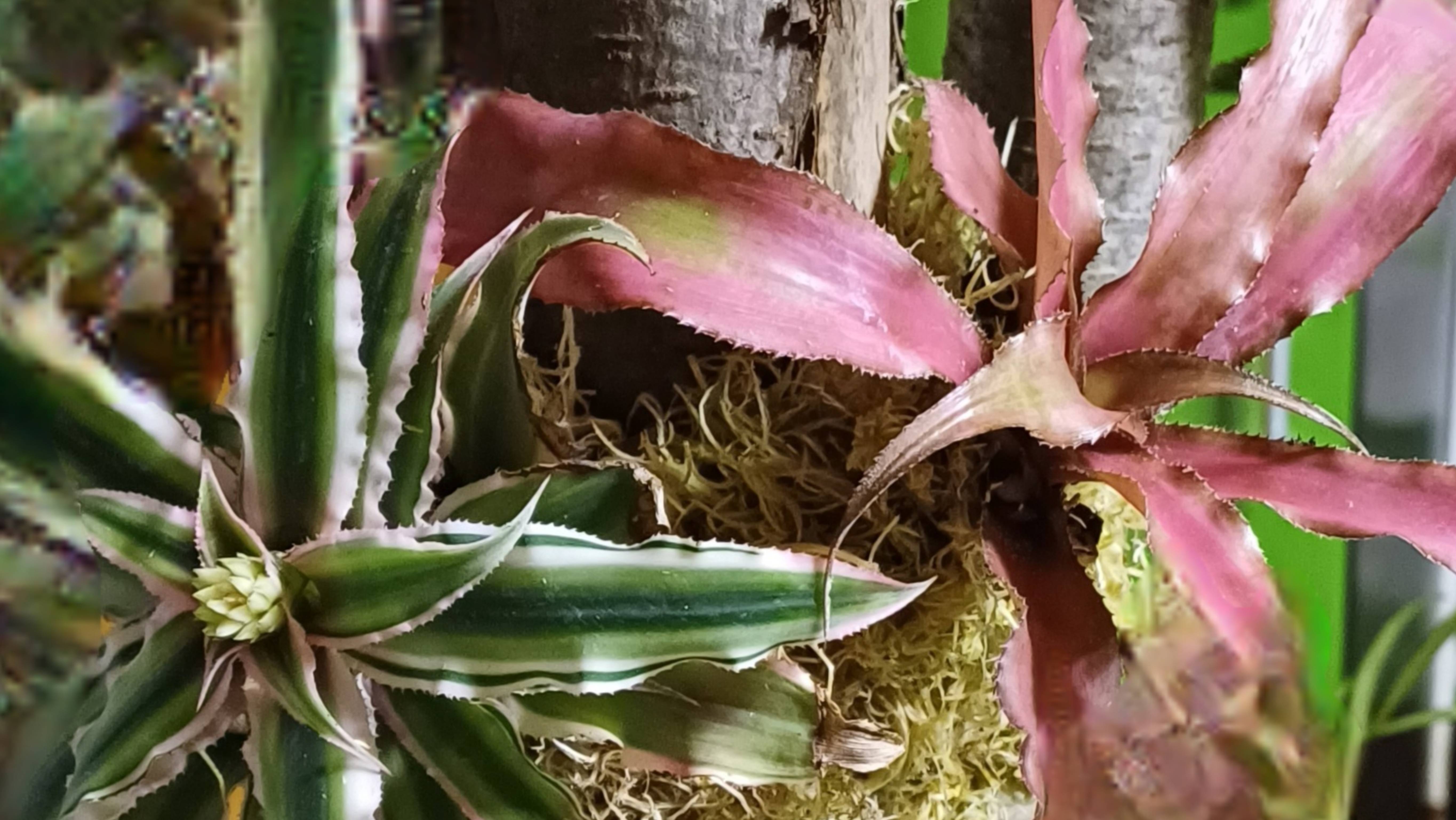 Бромелиевое дерево. Криптантусы. Bromelia. Обзор растений для бромелиевого дерева. смотреть онлайн