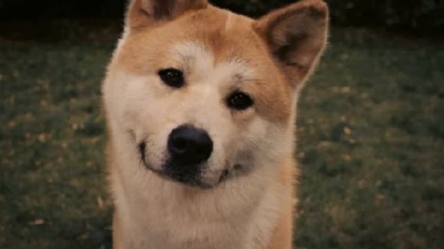 Самый верный друг это пёс смотреть онлайн