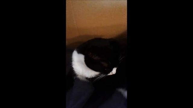 My cat Hermione in a box. смотреть онлайн