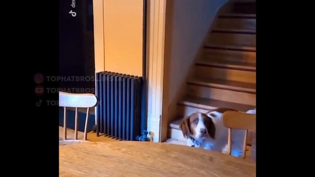 Posh Tophat Dogs MegaCompilation! смотреть онлайн