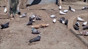 Сельские голуби. 21 04 2022г. В гостях у Александра, николаевские - голуби Константиновская.