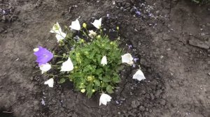 Колокольчик карпатский ГОЛУБОЙ ДУНАЙ зацвел в год посева 30 июля
