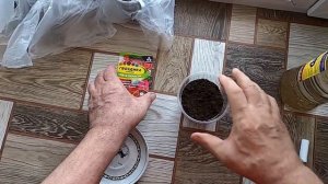 Сею многолетнюю гвоздику на рассаду