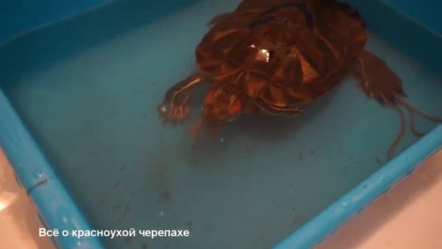 Кормление красноухих черепах дождевыми червями.