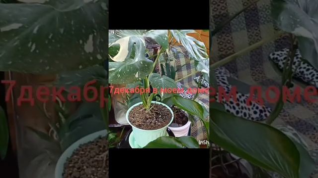 Зима и вечное лето смотреть онлайн