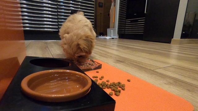 Как покормить Мальтипу? смотреть онлайн