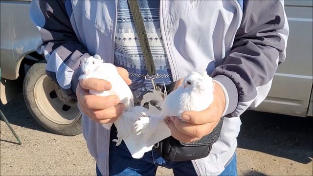 12-10-2024 года. Ярмарка голубей в городе Новоалександровске. смотреть онлайн