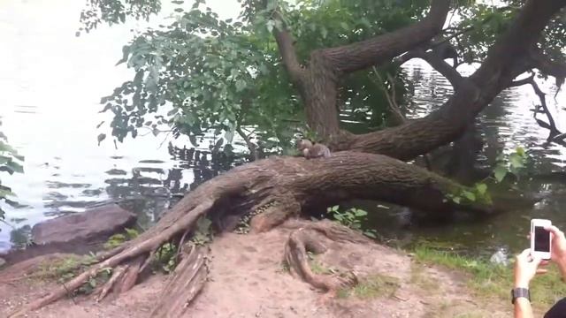 №123 Белка, свадьба и черепаха в Brooklyn, NY 2013 смотреть онлайн