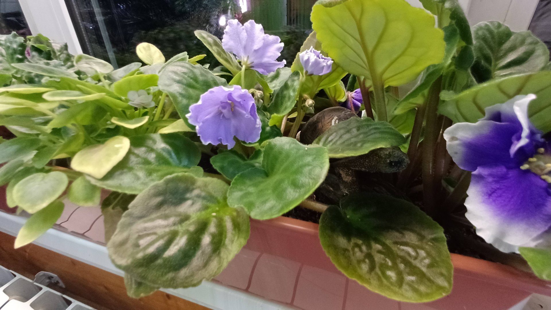 Пересадка фиалок в балконный ящик. смотреть онлайн