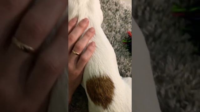 Молли и Джесси💙 Больше видео в профиле #джекрасселтерьер #собаки смотреть онлайн