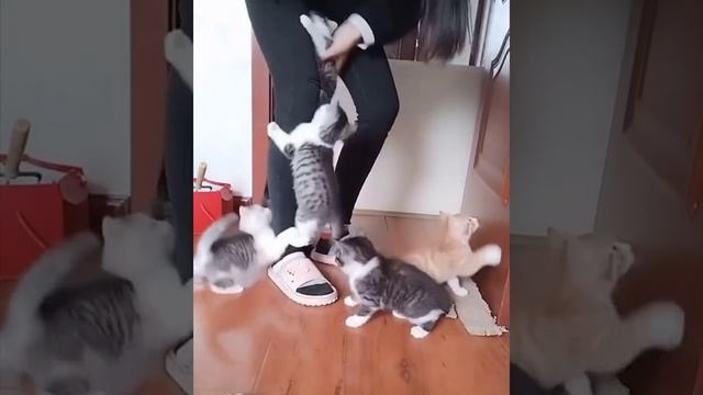 Cute cats 😻 смотреть онлайн
