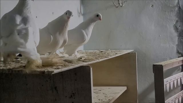 Село Чернолесское, 07.04.2024 года.Голуби дяди Саши. смотреть онлайн