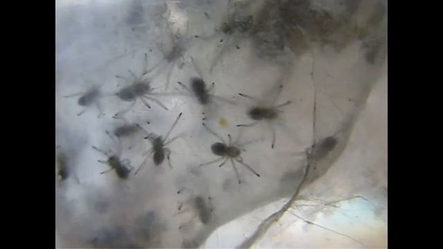 Grote bermzakspin in Nederland смотреть онлайн