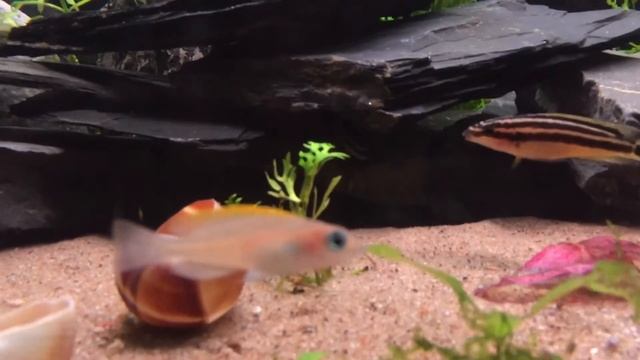 julidochromis ornatus Neolamprologus caudopunctatus смотреть онлайн