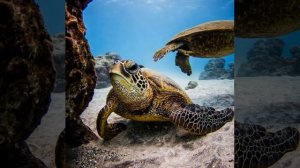 Морская черепашка по имени Наташка