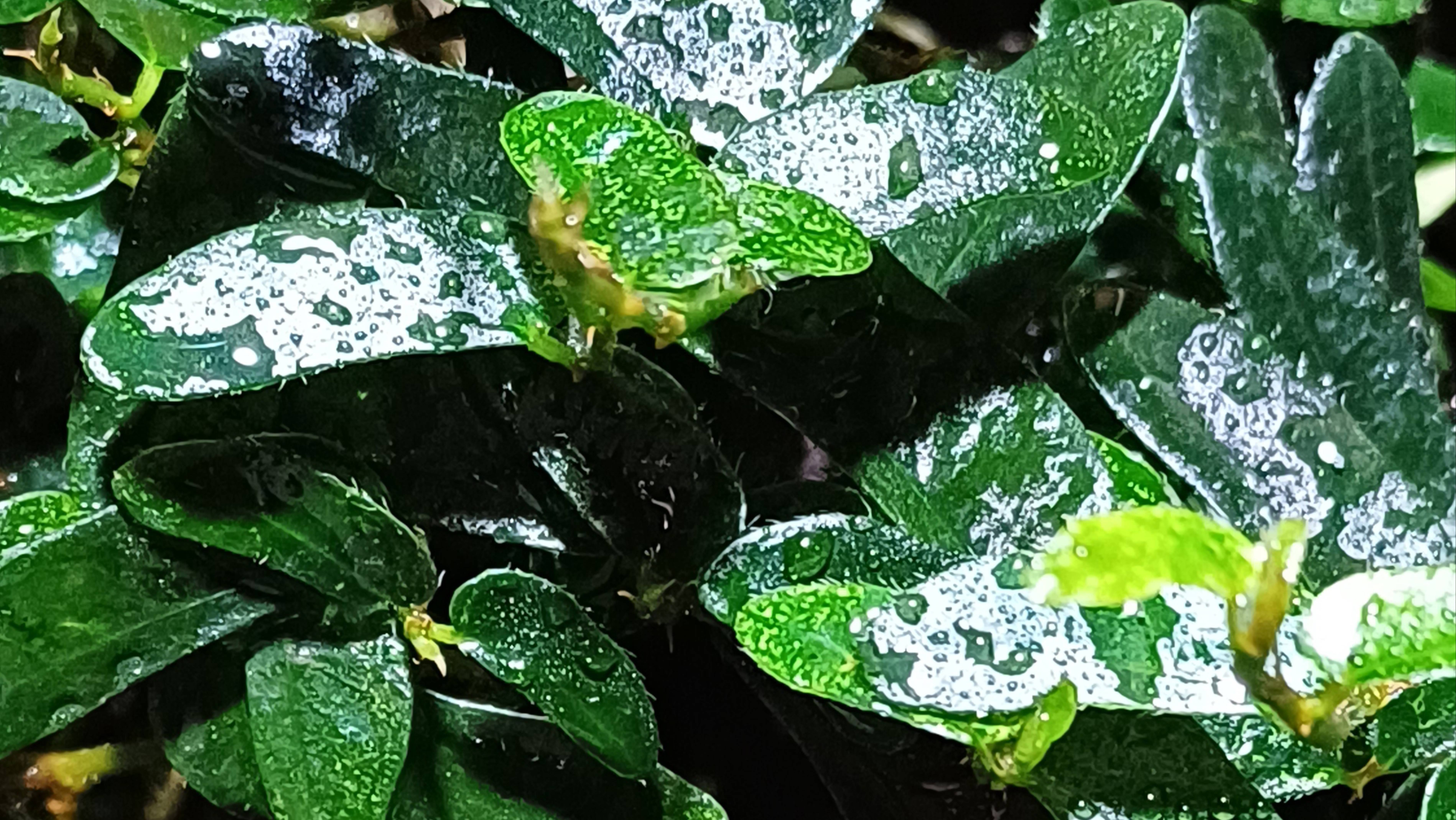 Фикус Анук: пересадка и уход в комнатных условиях. смотреть онлайн