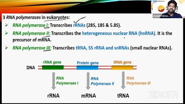 23 th_Dec_22_B.28_Molecular Basis of Inheritance Part 3_Hindi смотреть онлайн