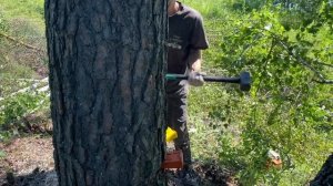 Валка дерева повышенной сложности Бензопилой GEOS CSP 356