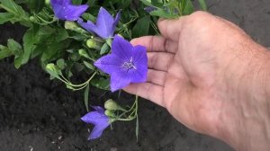 Платикодон синий зацвел в августе в год посева