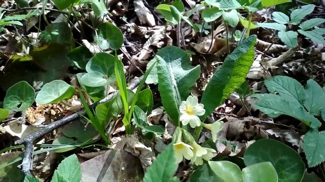 Весна Ліс Релакс Spring Forest Relax смотреть онлайн