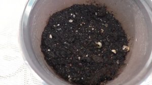 Посев катрана на рассаду, первые всходы.