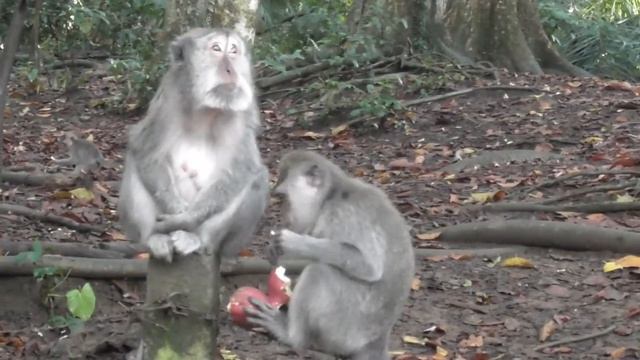 Makan dan mencari kutu [Monyet kecil ikut makan] #RumahMonyet смотреть онлайн