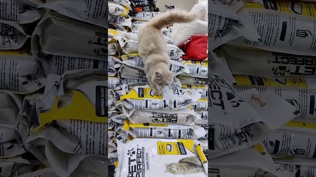 cat litter | Cat litter | Best Natural Cat Litter | Pet Perfect | Cat | 2023 #cats#catlitter смотреть онлайн