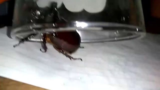 LARGEST AND MOST COMMON BEETLE IN THE US! THE OX BEETLE! #nature смотреть онлайн