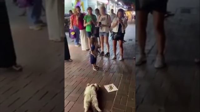 Cute cats 😻 смотреть онлайн