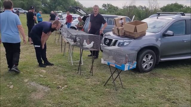 11.06.23 года, город Светлоград ярмарка голубей. смотреть онлайн