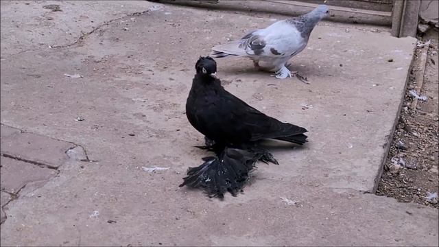 Сельские голуби. 17 09 2022 года обзор голубей и неожиданный гость в небе ** ястреб!! **8 9881048252 смотреть онлайн