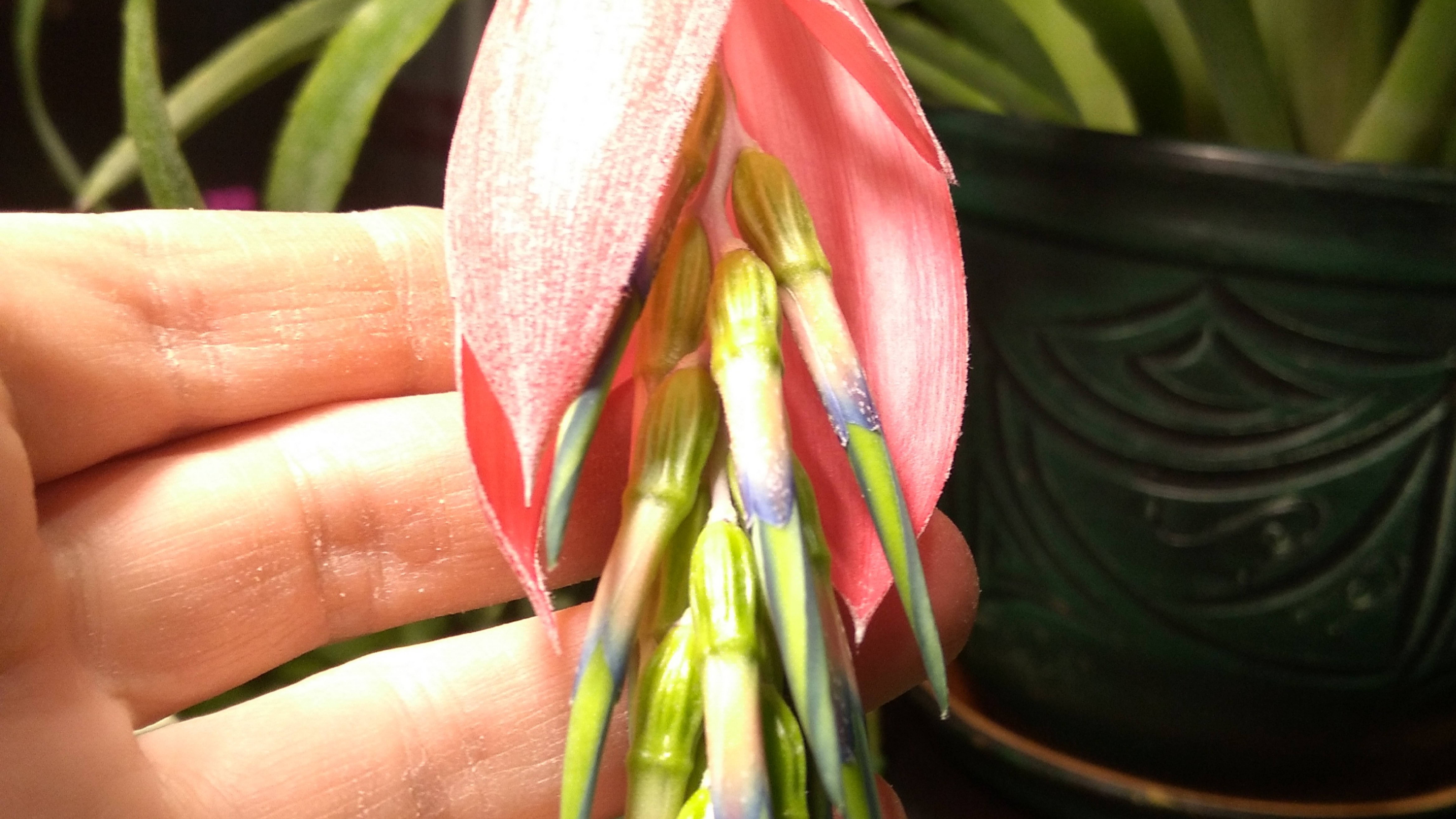 Обзор. Балкон с цветами. Кухня. Цветение бильбергии. смотреть онлайн