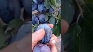 слива Биг Стенли