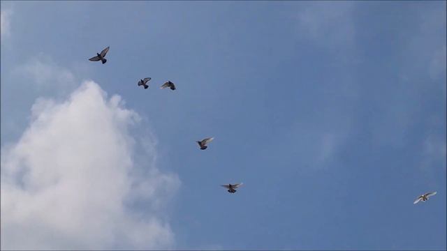 04 03 2024 года.Обзор моих голубей. 8 988 104 82 52 . смотреть онлайн