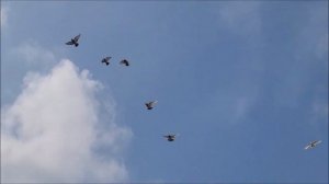 04 03 2024 года.Обзор моих голубей. 8 988 104 82 52 .