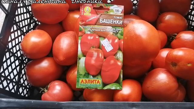 374 томаты сорта _Башенки__ урожай и видео 2023 года смотреть онлайн
