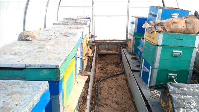 Сверхранний облёт пчёл в теплице смотреть онлайн