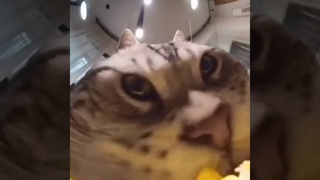 Cute cats 😻 смотреть онлайн