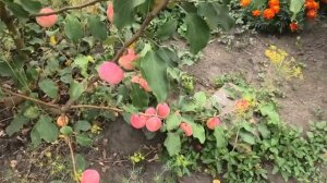 Яблочки сорта АЛТАЙСКОЕ РУМЯНОЕ поспели