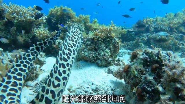 好险！差点被八爪鱼拉进石洞 #潜水 #自由潜渔猎 #户外赶海抓海鲜 смотреть онлайн