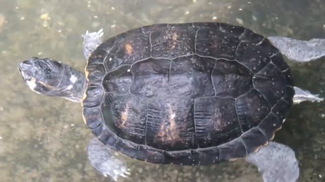 Turtle Nature смотреть онлайн