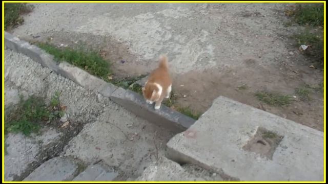 Осенняя прогулка с Марчи смотреть онлайн