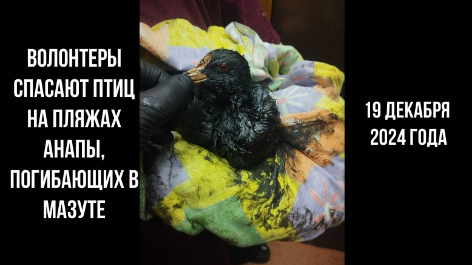 Анапа, волонтеры помогают спасать птиц из мазута, 19 декабря 2024 года смотреть онлайн