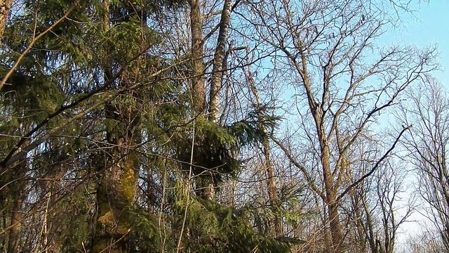 деревья трещат по весне. hd. Trees bursting at the spring. смотреть онлайн