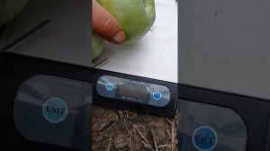 яблоня ренет Симиренко