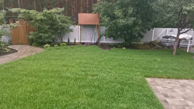 Газон через 2 недели (Купить газон под ключ)