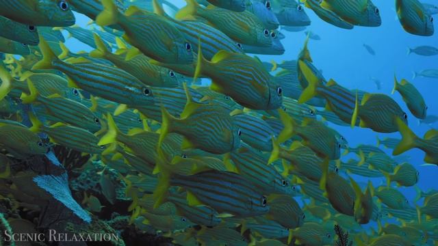 Животные Южной Америки — живописный фильм о дикой природе! смотреть онлайн