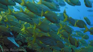 Животные Южной Америки — живописный фильм о дикой природе!